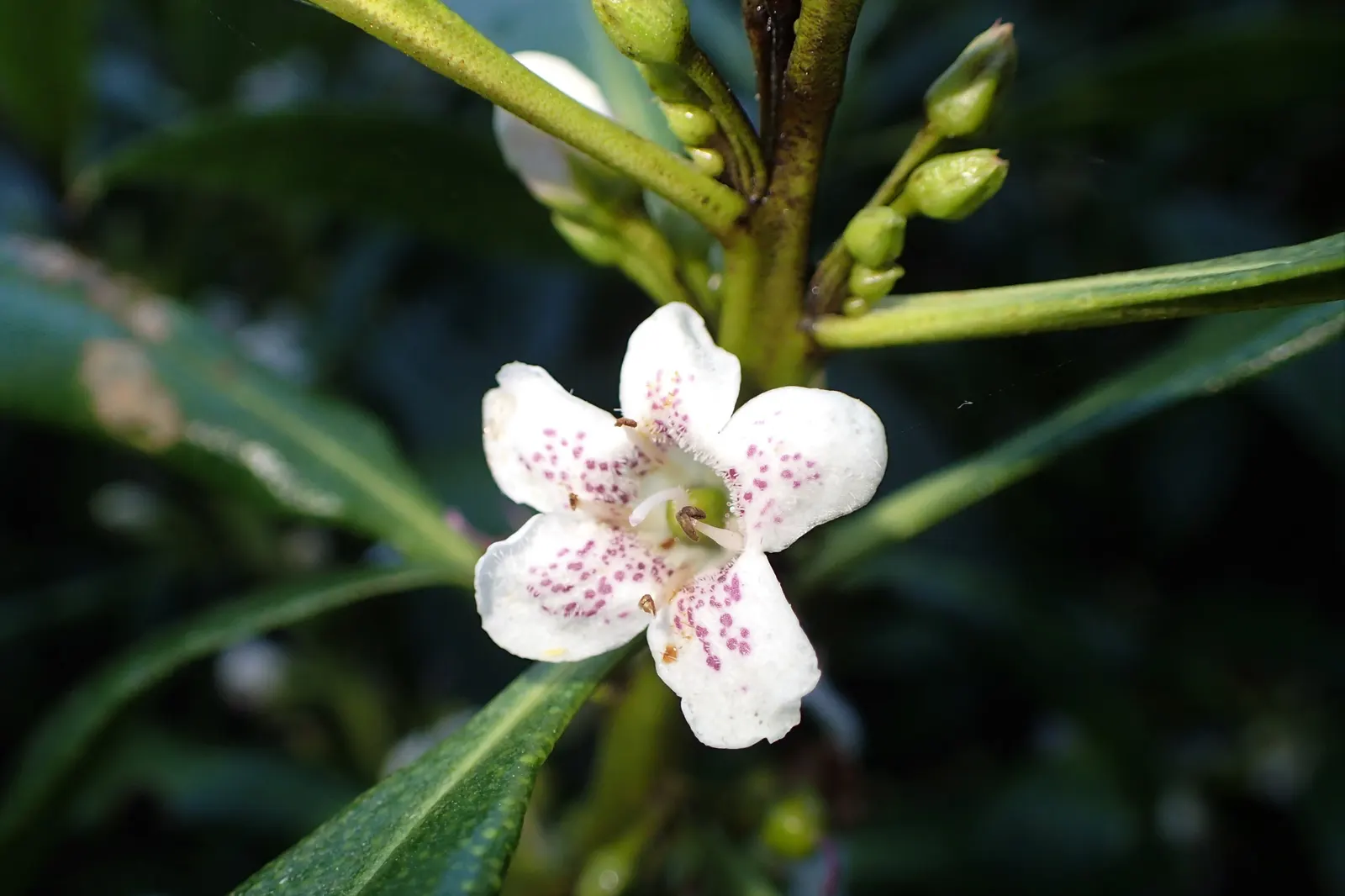 Myoporum (Myoporum Laetum) — It displays white to pale pink flowers in summer, followed by non-edible purple berries; reaching a mature height of, image 61
