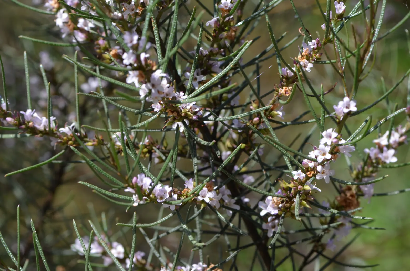 Myoporum (Myoporum Laetum) — acclaimed for its versatility and resilience in coastal landscapes