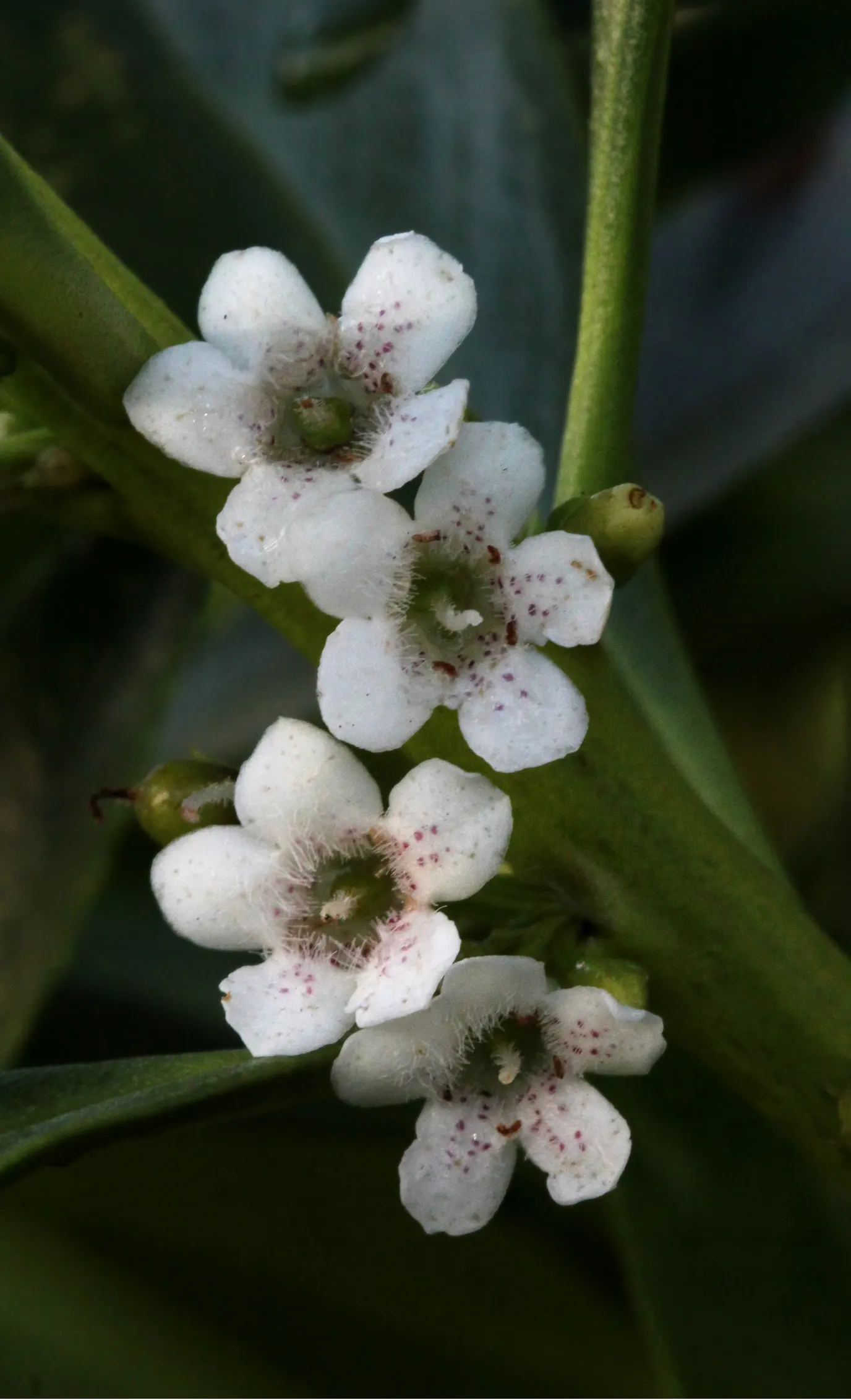 Myoporum (Myoporum Laetum) — Myoporum laetum, commonly known as Ngaio Tree, is an evergreen hailing from New Zealand; reaching a mature height of, image 85
