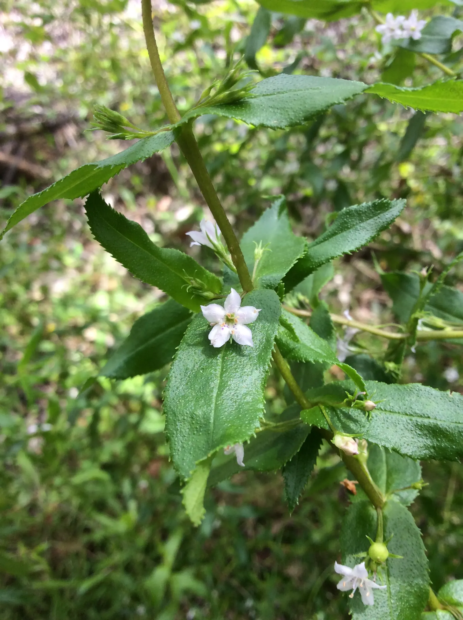 Myoporum (Myoporum Laetum) — shrub / tree for full; and placement should consider its ability to act as a windbreak or privacy screen, image 84