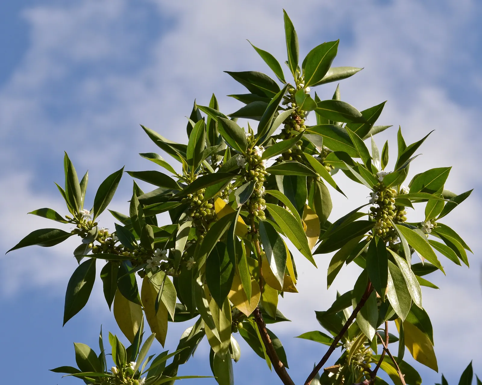 Myoporum (Myoporum Laetum) — This fast-growing shrub or small tree boasts glossy