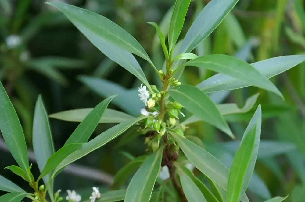 Myoporum (Myoporum Laetum) — often referred to as ngaio tree; offering added ecological value.<br><br>This species favors full sun exposure