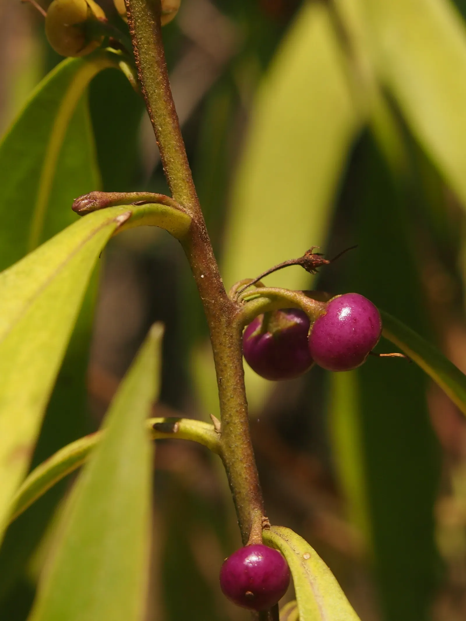 Myoporum (Myoporum Laetum) — oval leaves with a fleshy texture
