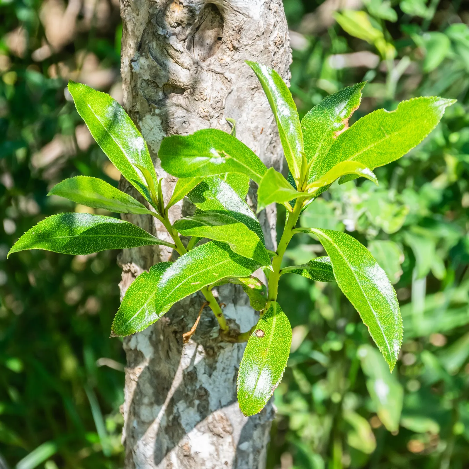 Myoporum (Myoporum Laetum) — which are glossy and somewhat fleshy