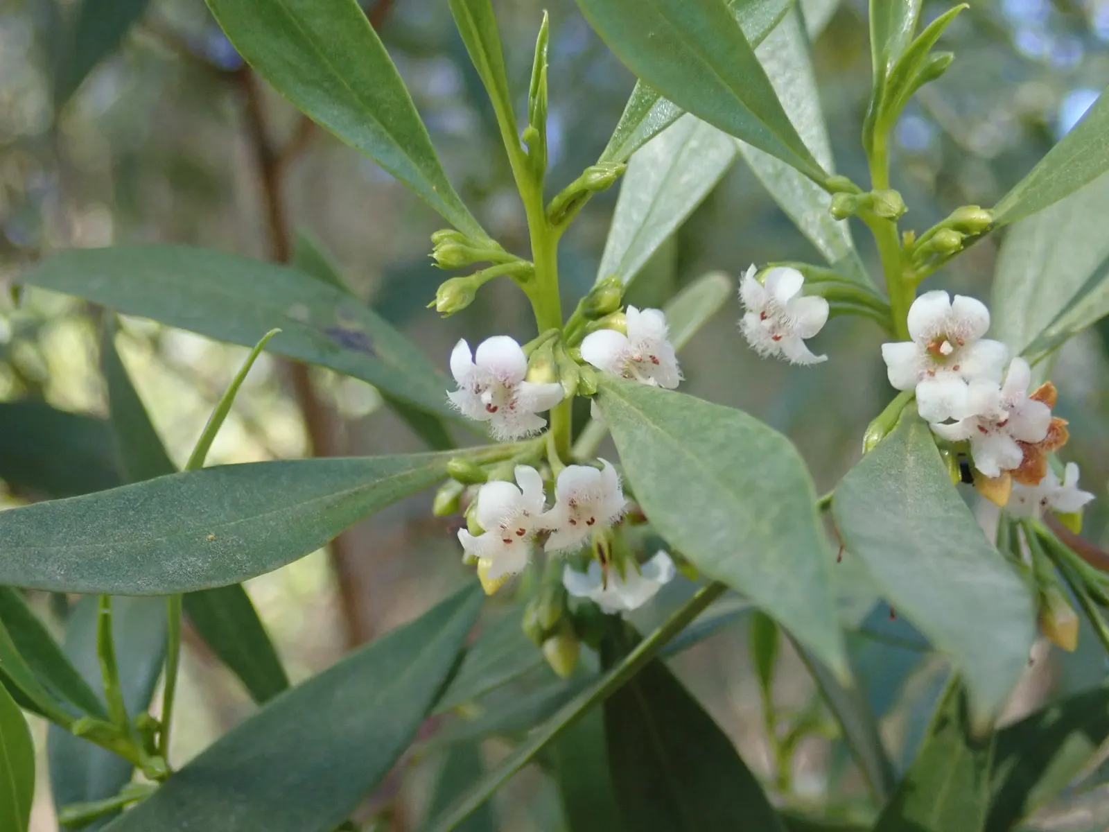 Myoporum (Myoporum Laetum) — Ideal for screening or hedging, it thrives in full sun and adapts to various soil types