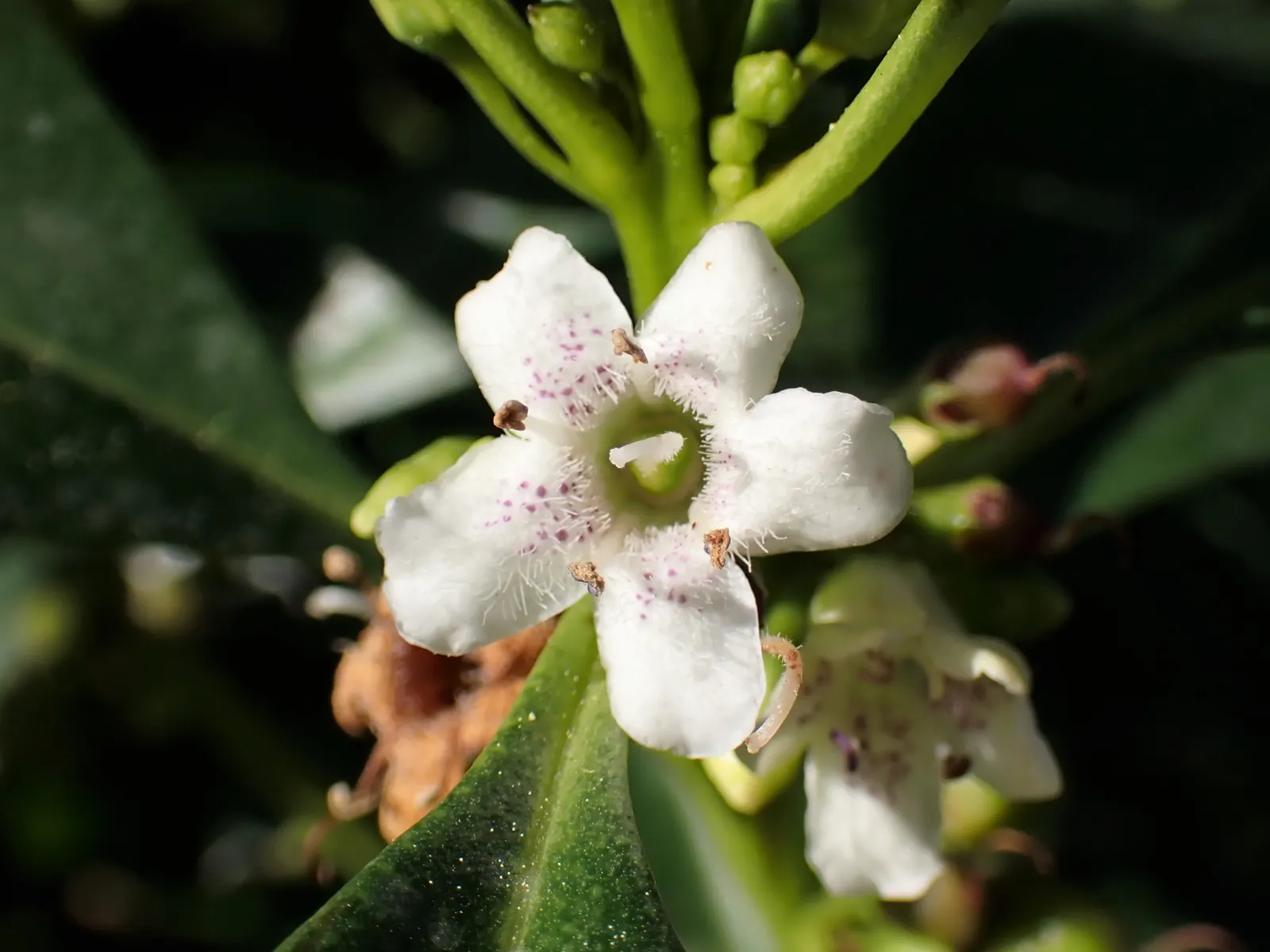 Myoporum (Myoporum Laetum) — which later give way to small purple drupes; and placement should consider its ability to act as a windbreak or, image 100
