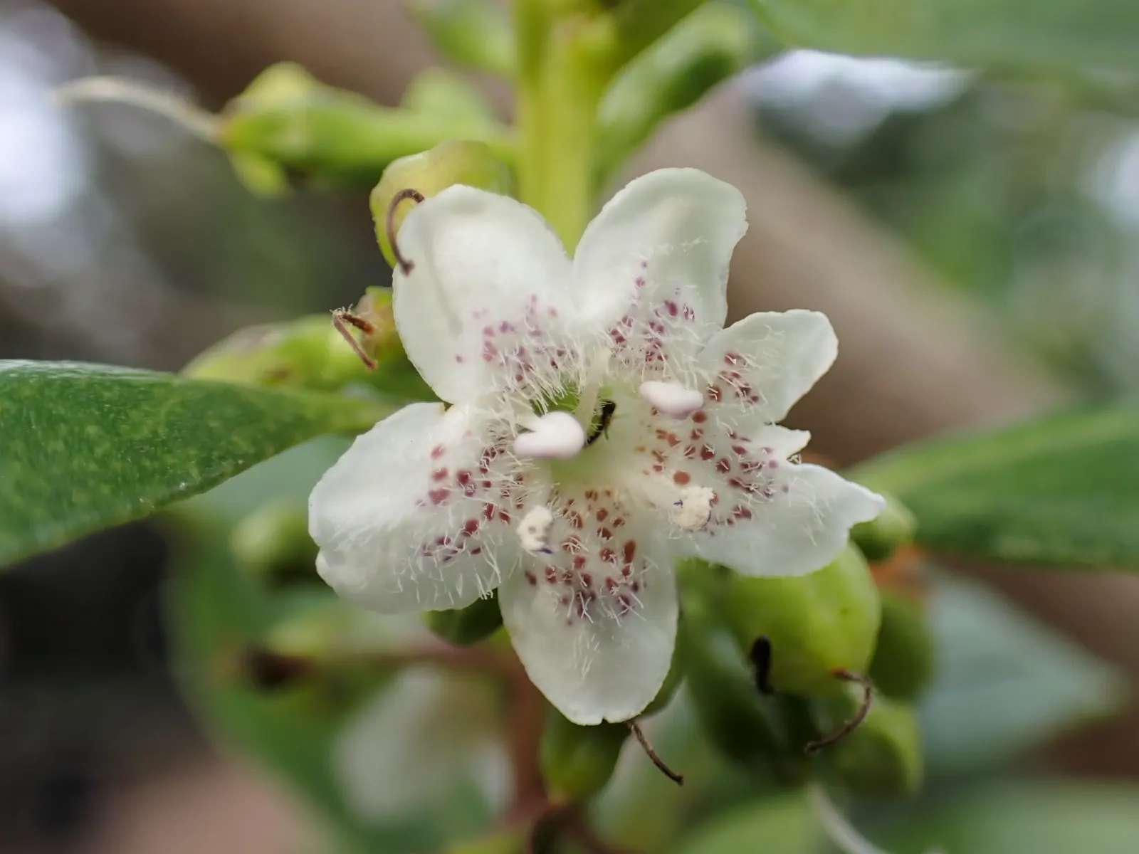Myoporum (Myoporum Laetum) — spacing should allow for its mature spread
