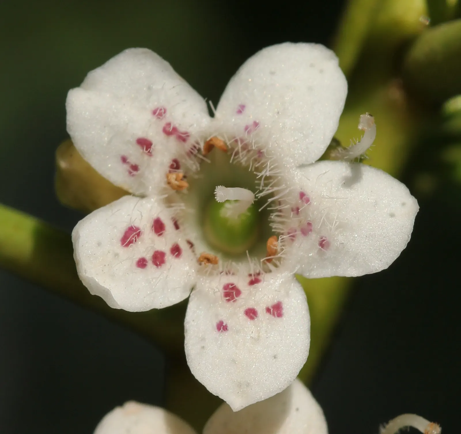Myoporum (Myoporum Laetum) — exuding a distinct oils when crushed; reaching a mature height of 15-20 feet with a spread of 10-15 feet