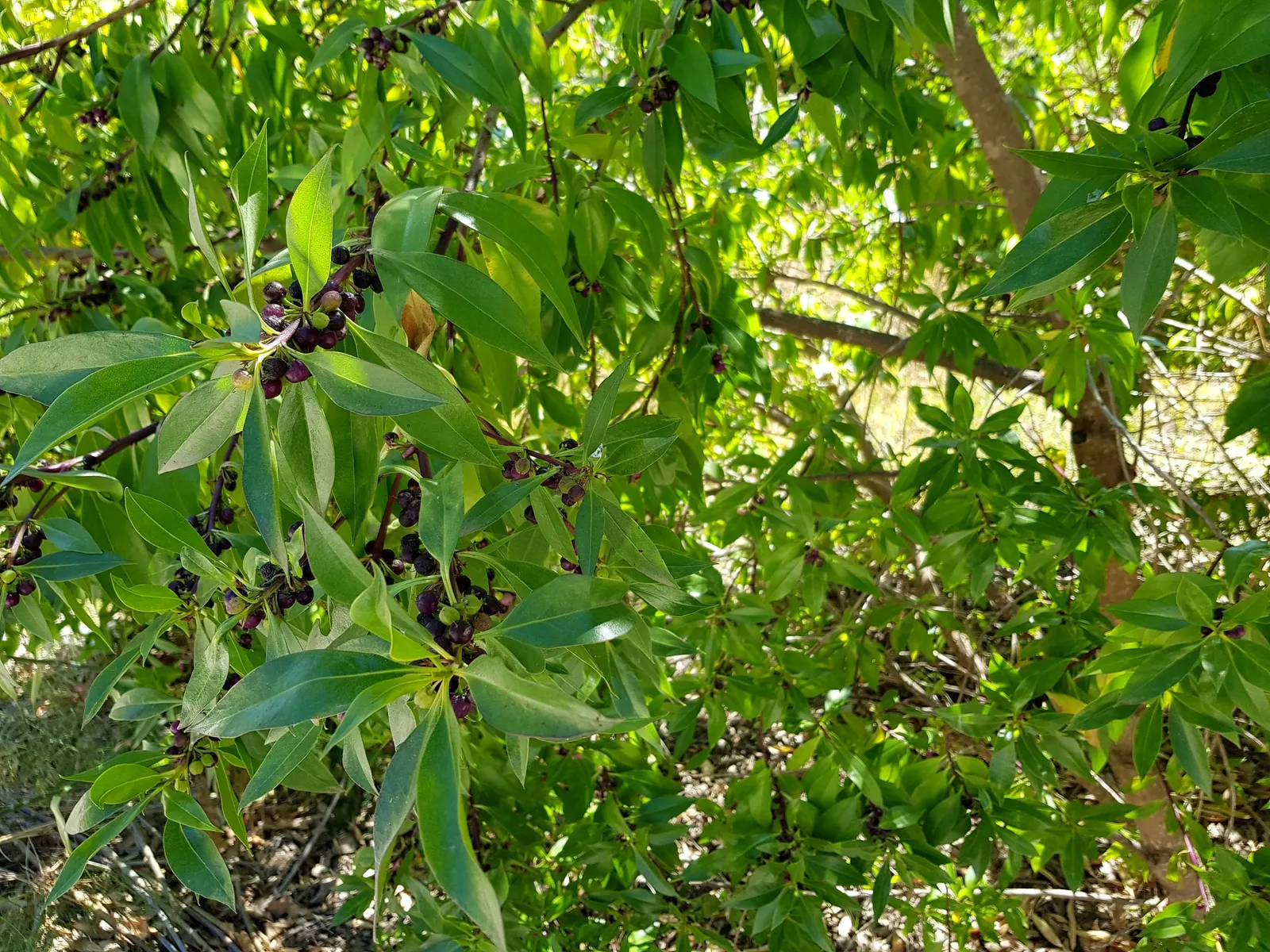 Myoporum (Myoporum Laetum) — boasting a width of 15 to 20 feet at maturity; offering added ecological value.<br><br>This species favors full sun, image 67