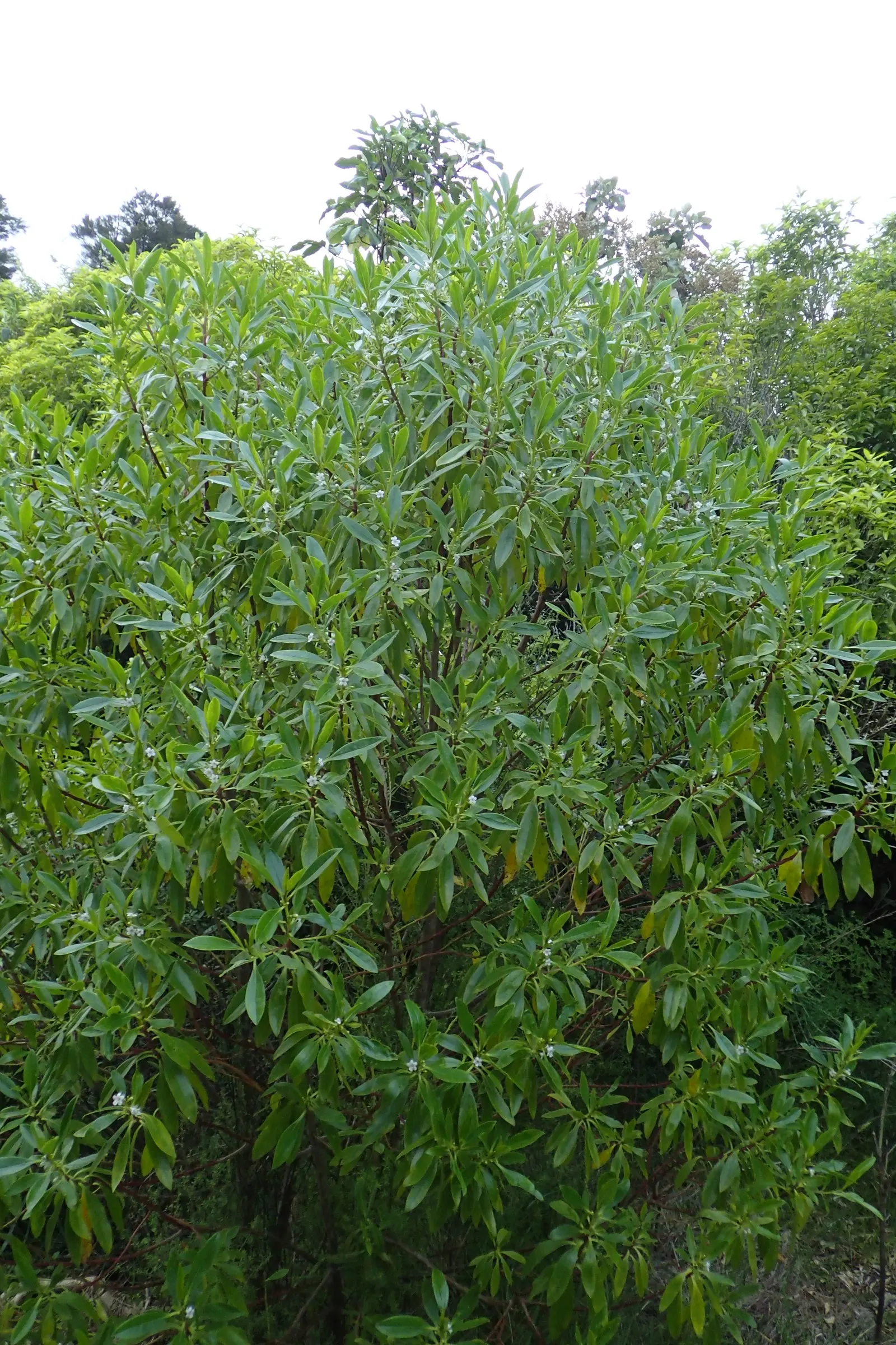 Myoporum (Myoporum Laetum) — shrub / tree for full; and placement should consider its ability to act as a windbreak or privacy screen
