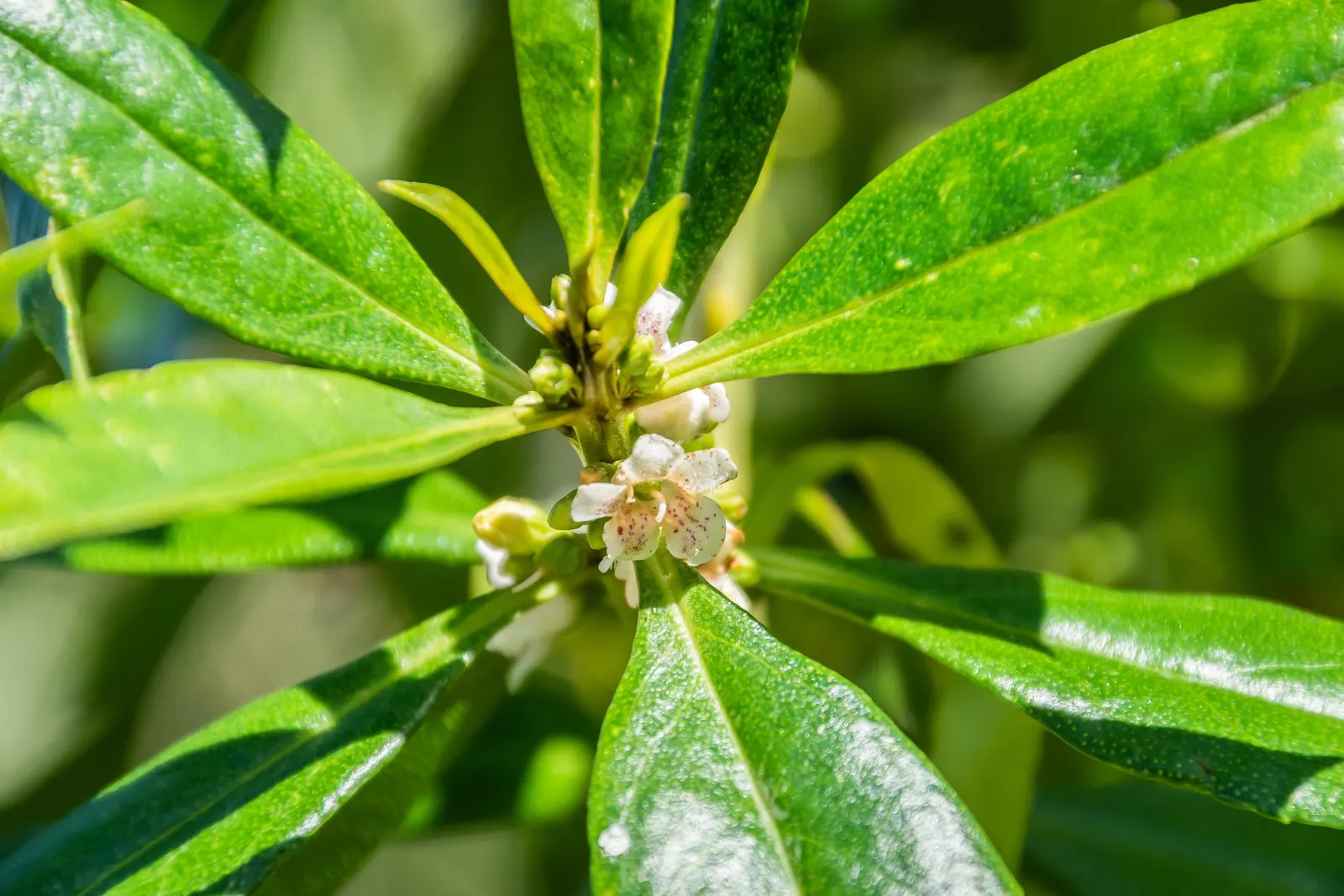 Myoporum (Myoporum Laetum) — it exhibits considerable drought tolerance once established; and placement should consider its ability to act as a, image 76