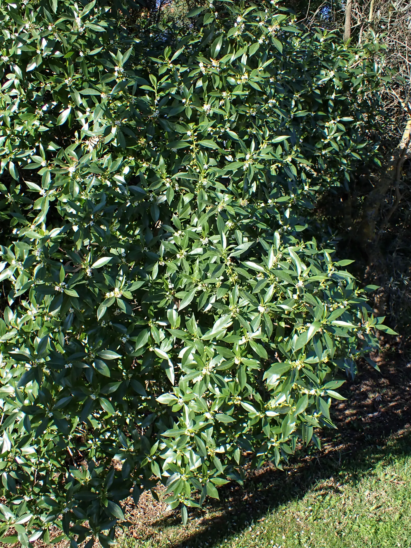 Myoporum (Myoporum Laetum) — exuding a distinct oils when crushed; reaching a mature height of 15-20 feet with a spread of 10-15 feet, image 69