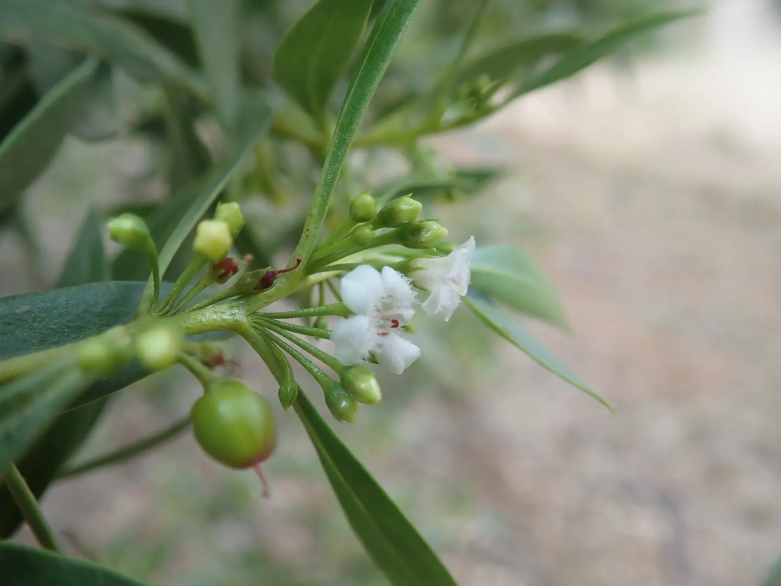 Myoporum (Myoporum Laetum) — Spring and summer usher in an array of delicate white flowers; boasting a width of 15 to 20 feet at maturity, image 98