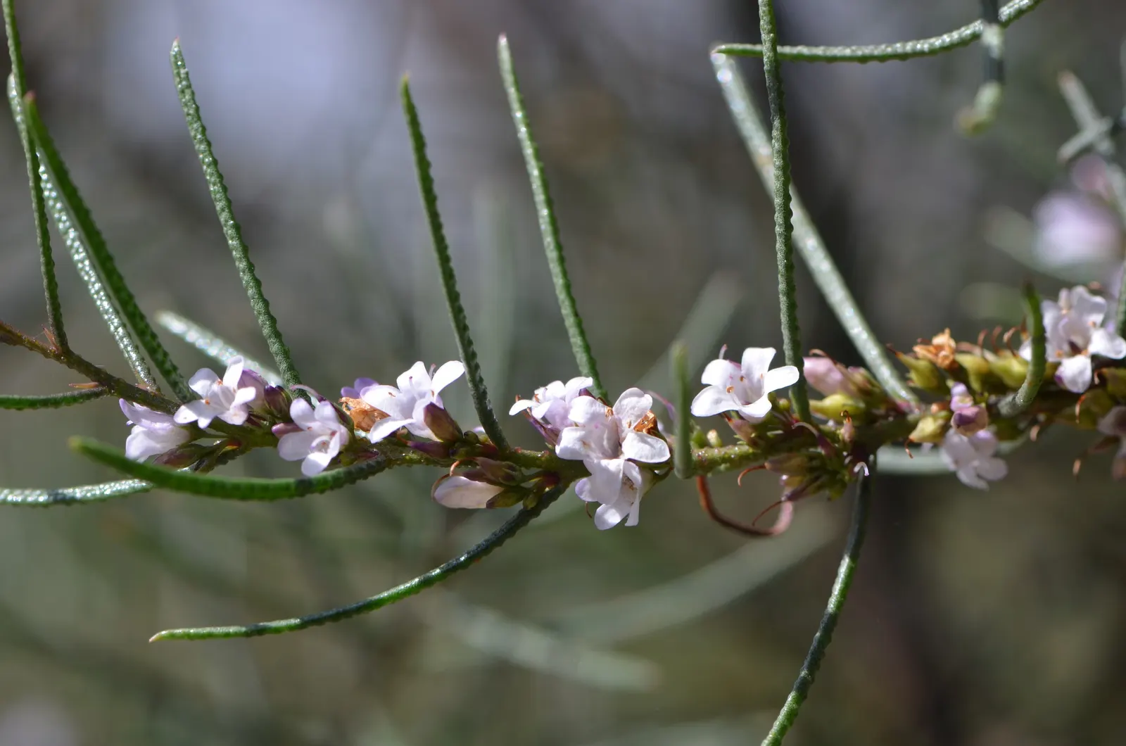 Myoporum (Myoporum Laetum) — The Myoporum laetum is also renowned for its salt spray tolerance; boasting a width of 15 to 20 feet at maturity, image 106