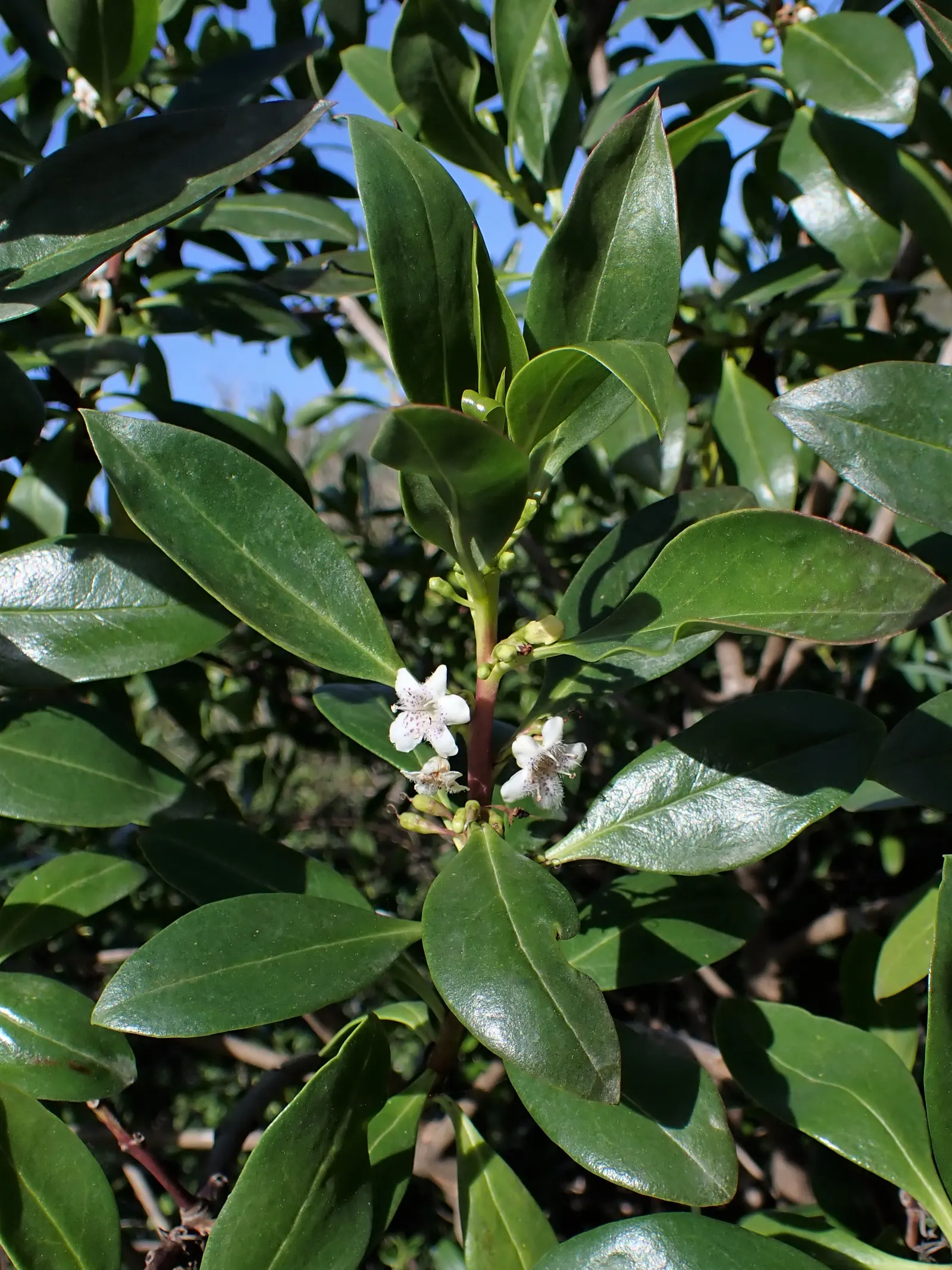 Myoporum (Myoporum Laetum) — offering added ecological value.<br><br>This species favors full sun exposure; boasting a width of 15 to 20 feet at, image 74