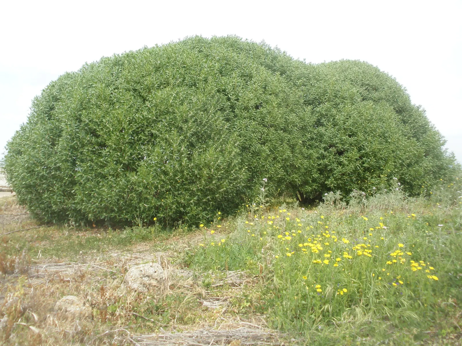 Myoporum (Myoporum Laetum) — and while it thrives in well-drained soils; offering added ecological value.<br><br>This species favors full sun, image 75