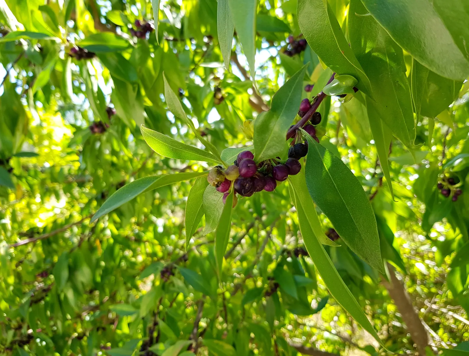 Myoporum (Myoporum Laetum) — acclaimed for its versatility and resilience in coastal landscapes; reaching a mature height of 15-20 feet with a spread of 10-15