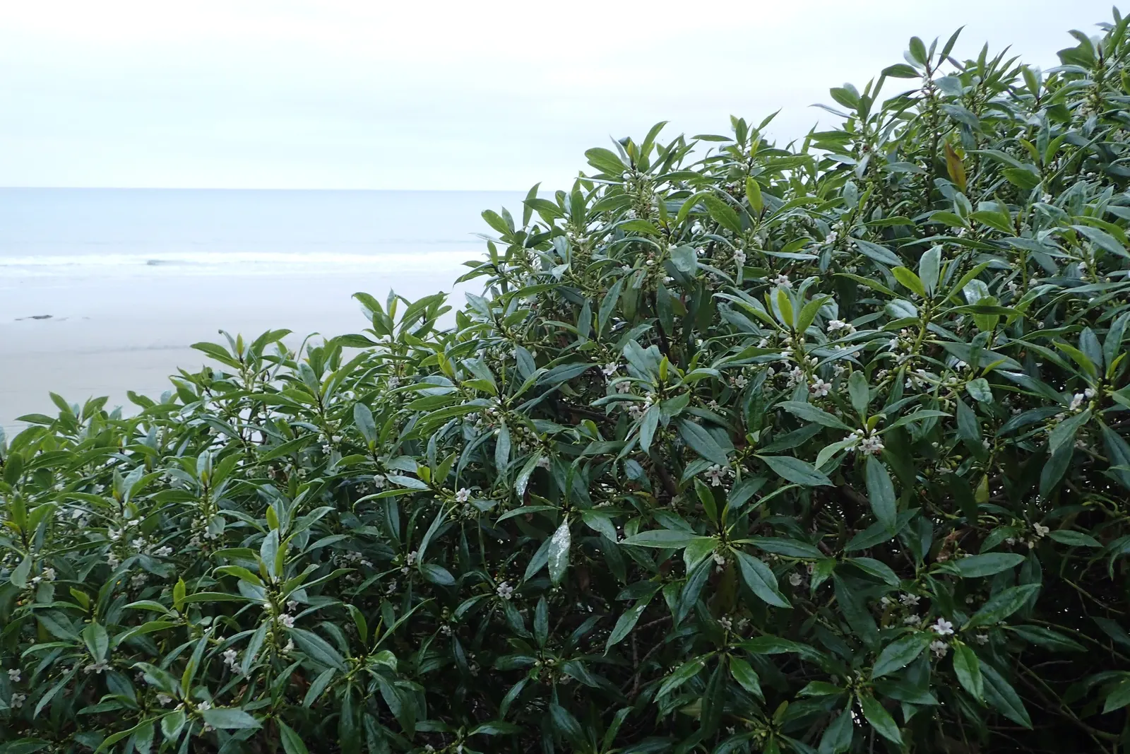 Myoporum (Myoporum Laetum) — offering added ecological value.<br><br>This species favors full sun exposure