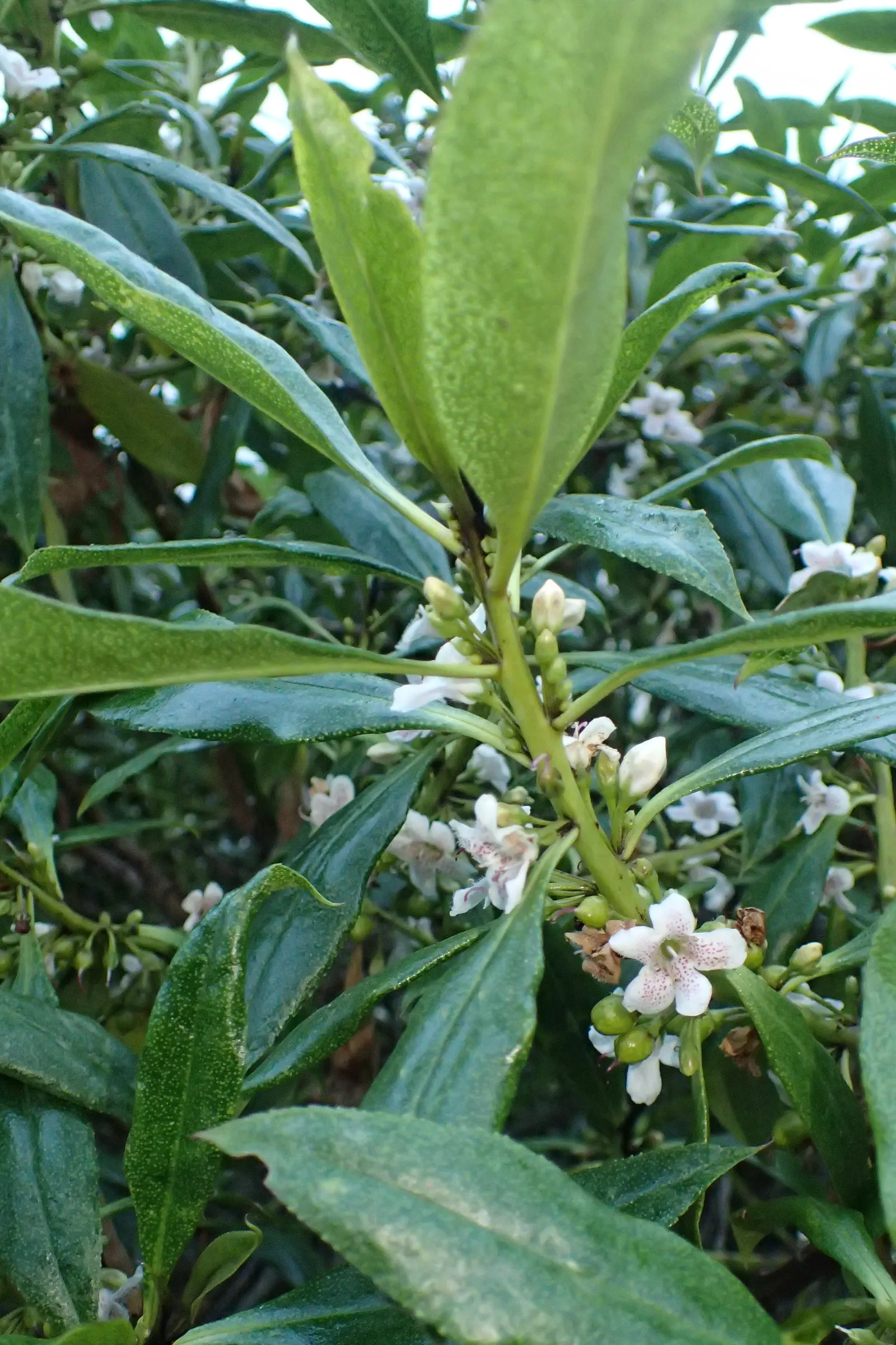 Myoporum (Myoporum Laetum) — oval leaves with a fleshy texture; offering added ecological value.<br><br>This species favors full sun exposure, image 87
