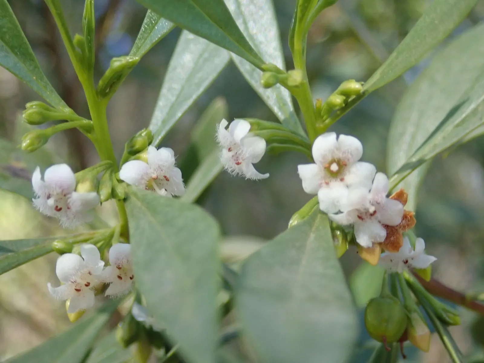 Myoporum (Myoporum Laetum) — presenting an excellent choice for seaside settings.<br><br>When designing landscapes with Myoporum laetum