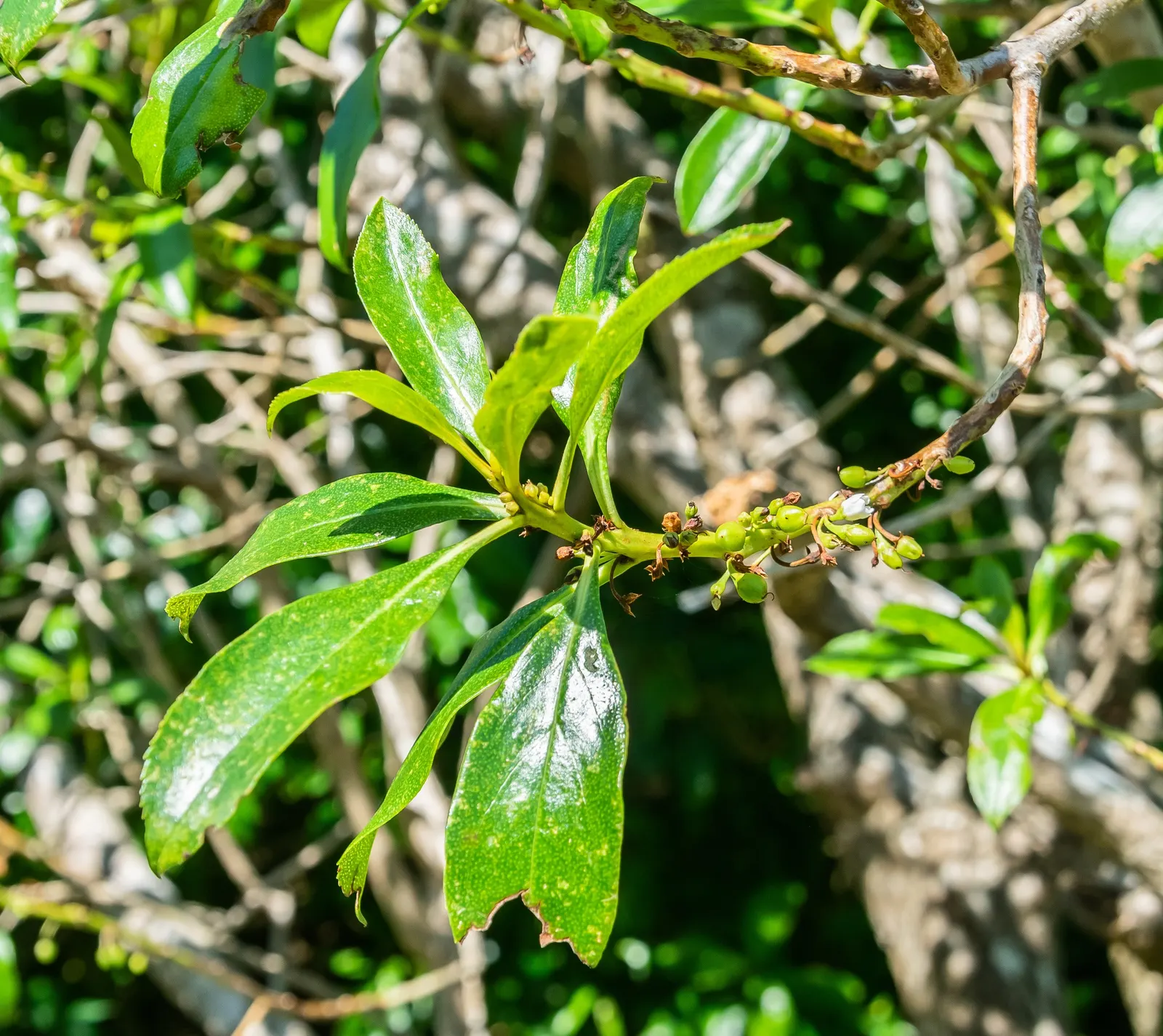 Myoporum (Myoporum Laetum) — as all parts of the plant are toxic if ingested and can irritate skin upon contact; offering added ecological, image 83