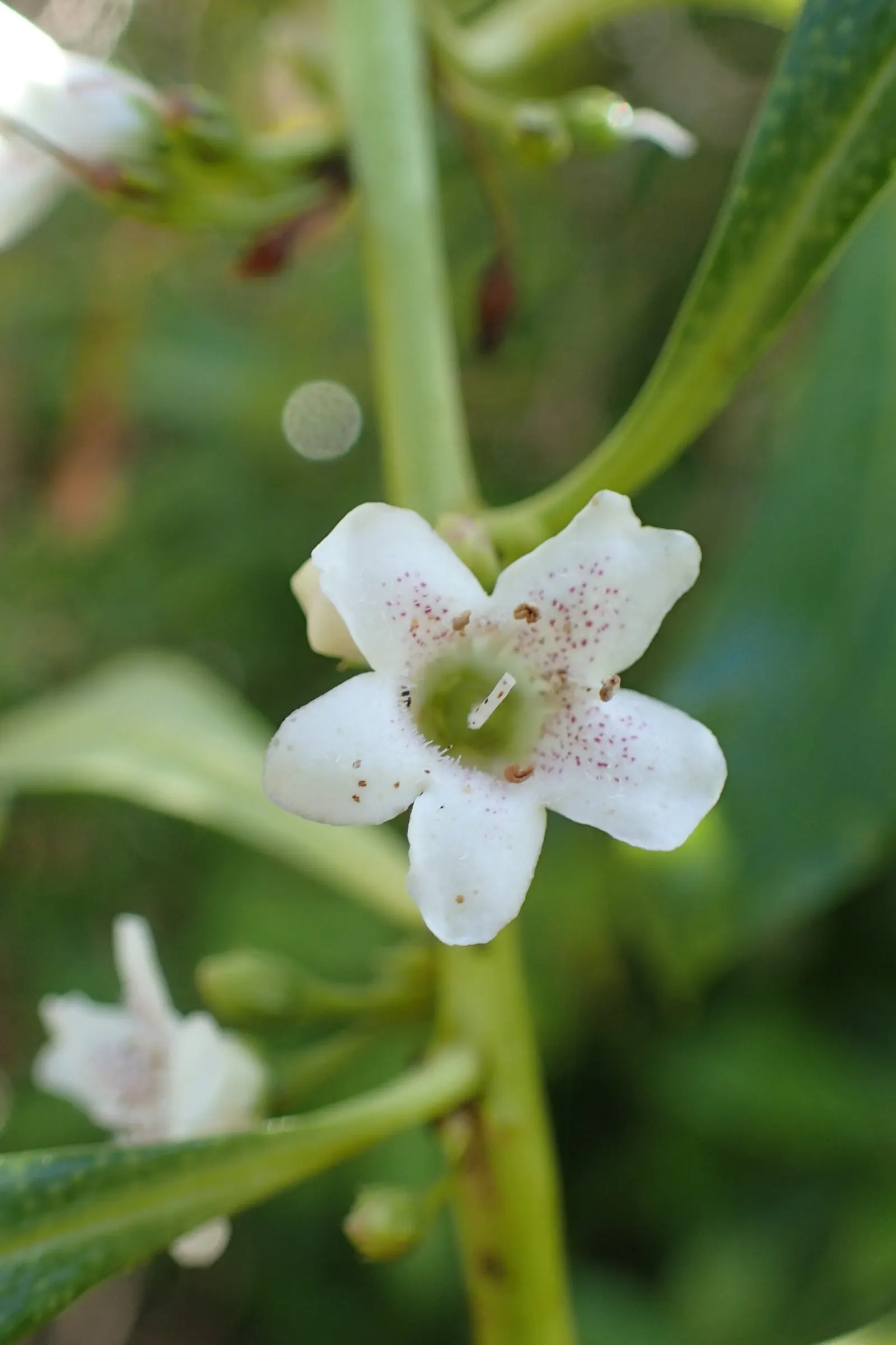 Myoporum (Myoporum Laetum) — is an attractive evergreen species; and placement should consider its ability to act as a windbreak or privacy screen, image 64