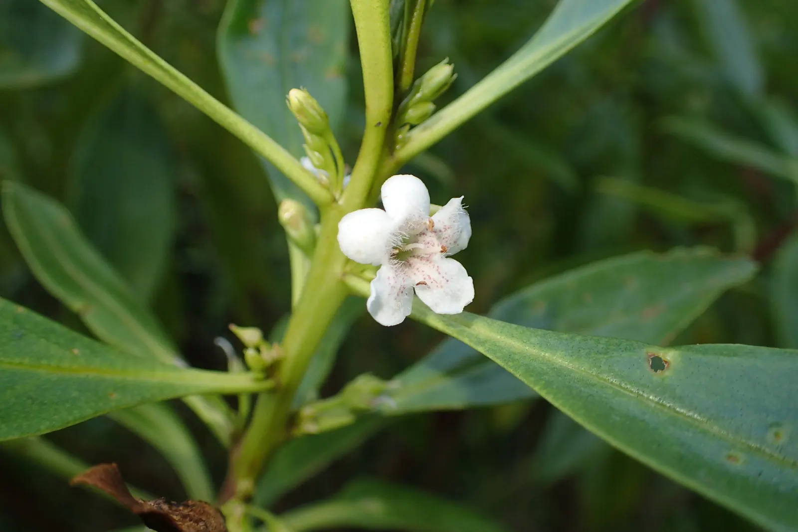 Myoporum (Myoporum Laetum) — Ideal for screening or hedging, it thrives in full sun and adapts to various soil types; boasting a width of 15 to 20 feet at