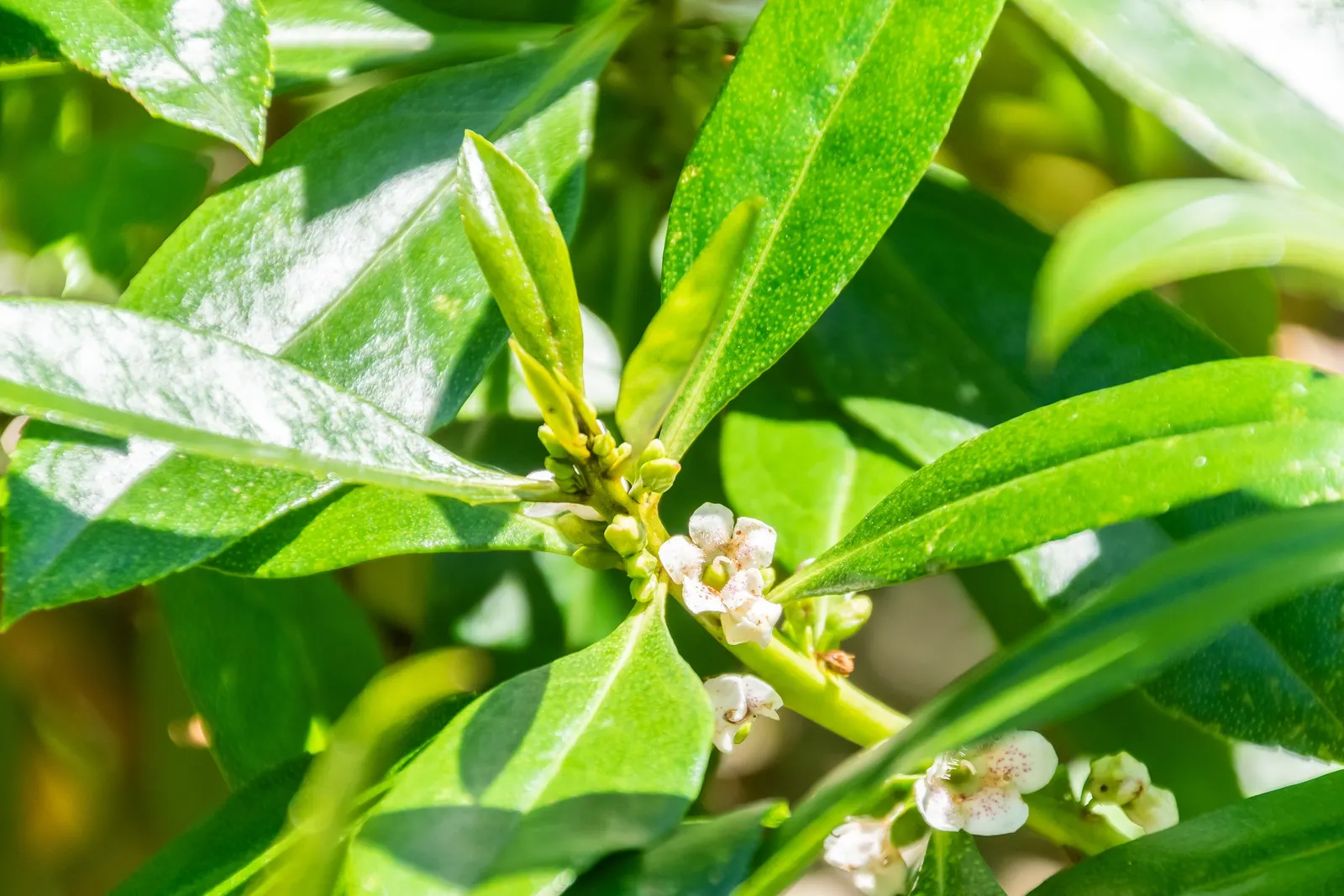 Myoporum (Myoporum Laetum) — oval leaves with a fleshy texture; offering added ecological value.<br><br>This species favors full sun exposure, image 59