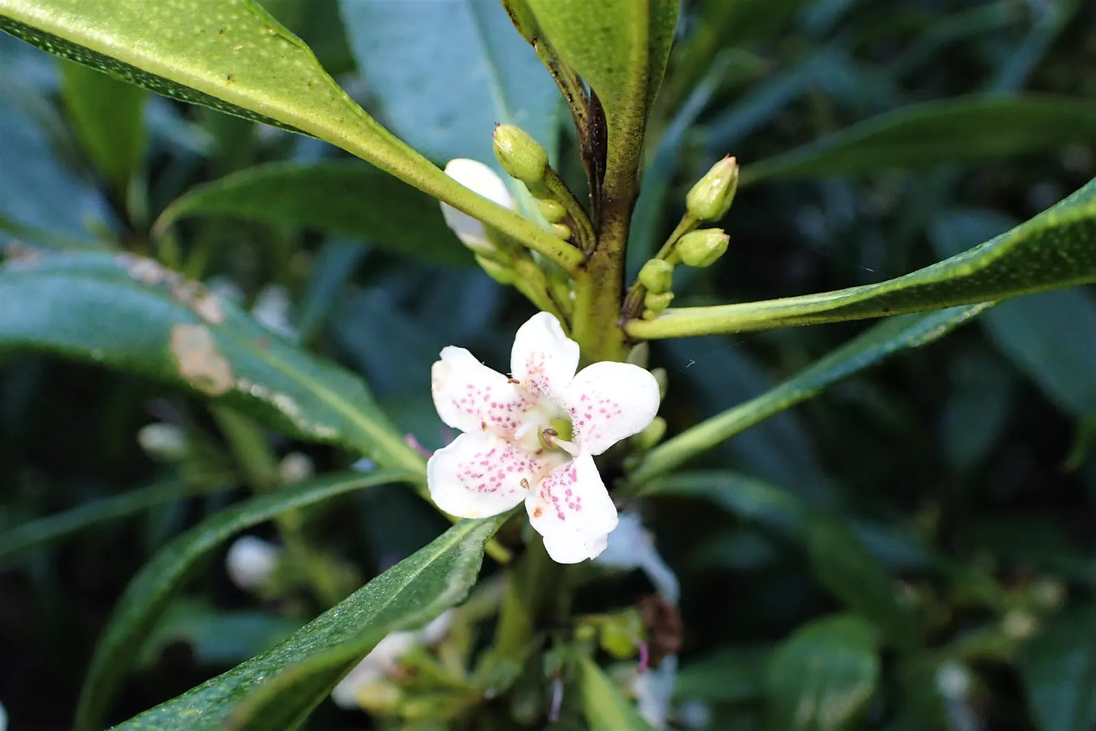Myoporum (Myoporum Laetum) — making it a low-maintenance option for xeriscaped gardens; reaching a mature height of 15-20 feet with a spread of, image 77