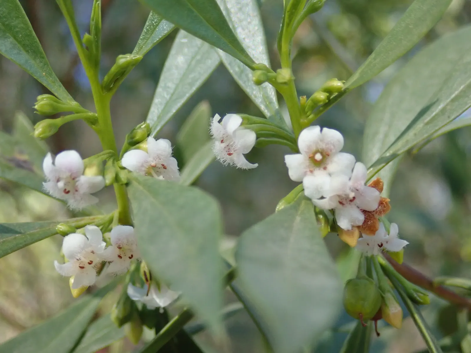 Myoporum (Myoporum Laetum) — and while it thrives in well-drained soils; offering added ecological value.<br><br>This species favors full sun, image 103