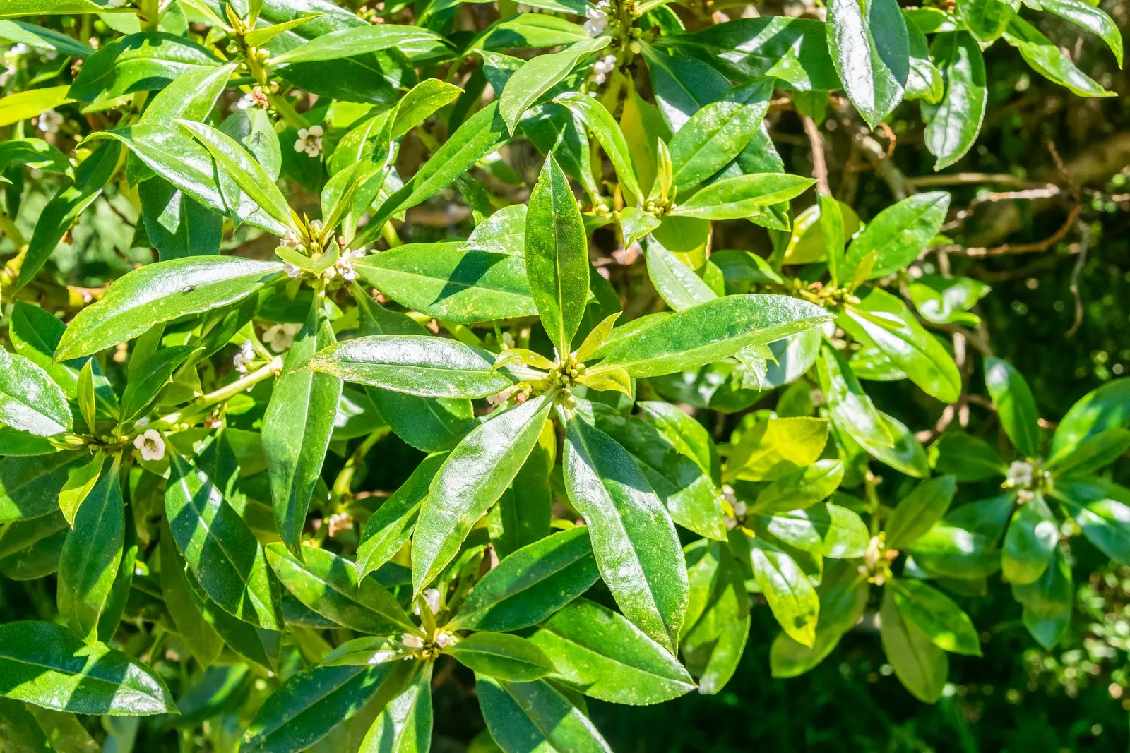 Myoporum (Myoporum Laetum) — often referred to as ngaio tree; offering added ecological value.<br><br>This species favors full sun exposure, image 91