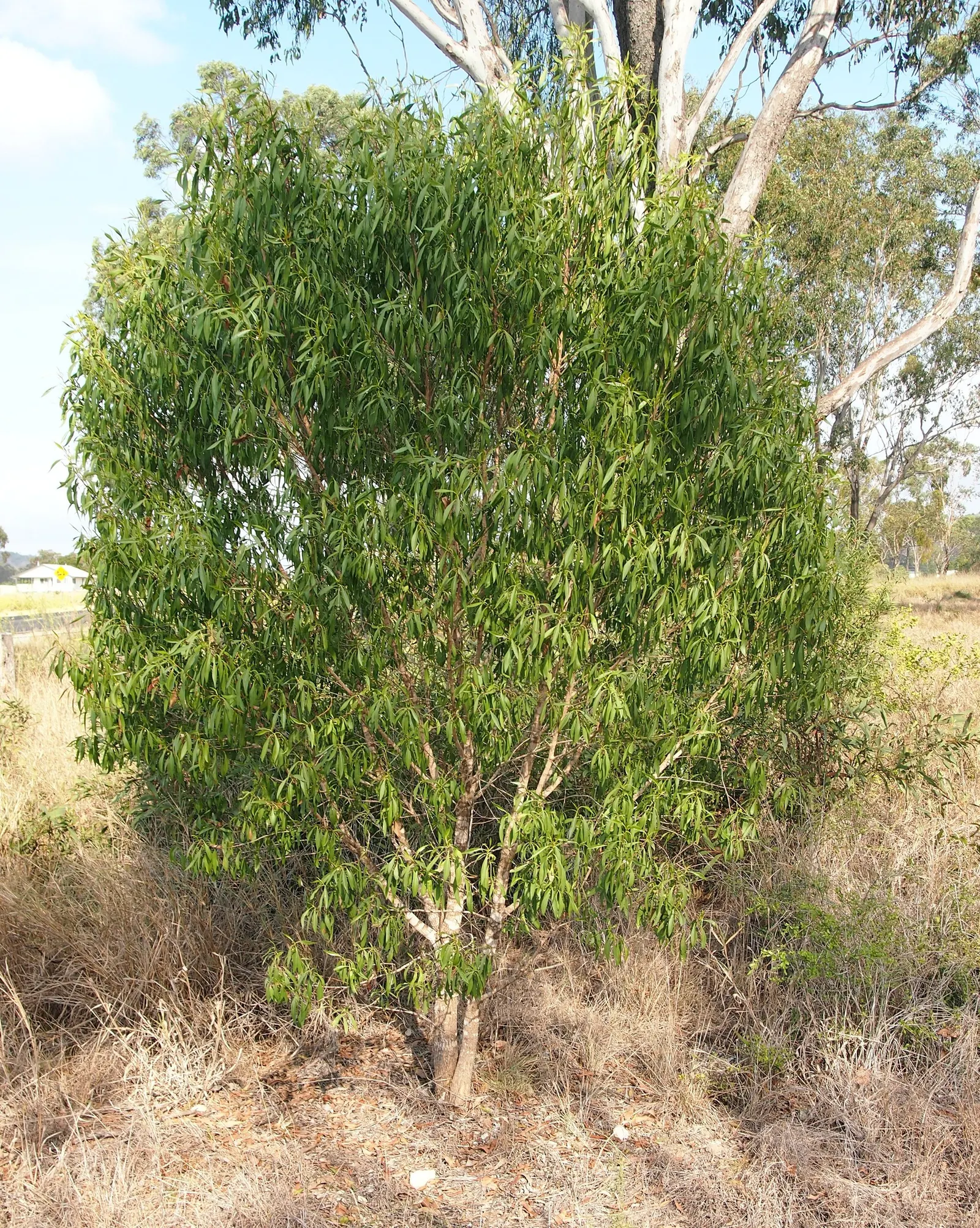 Myoporum (Myoporum Laetum) — This fast-growing shrub or small tree boasts glossy; boasting a width of 15 to 20 feet at maturity, image 58