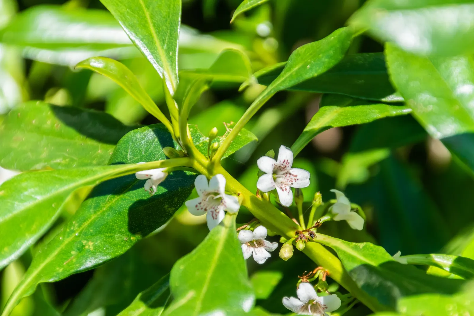 Myoporum (Myoporum Laetum) — spacing should allow for its mature spread; and placement should consider its ability to act as a windbreak or privacy, image 108