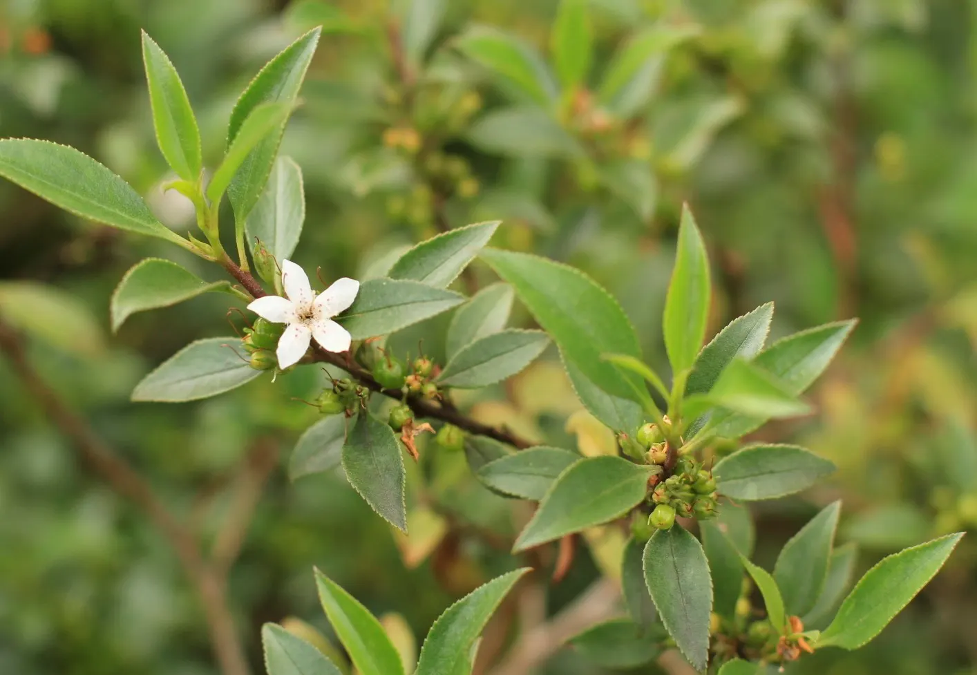 Myoporum (Myoporum Laetum) — which are glossy and somewhat fleshy; and placement should consider its ability to act as a windbreak or privacy screen, image 68