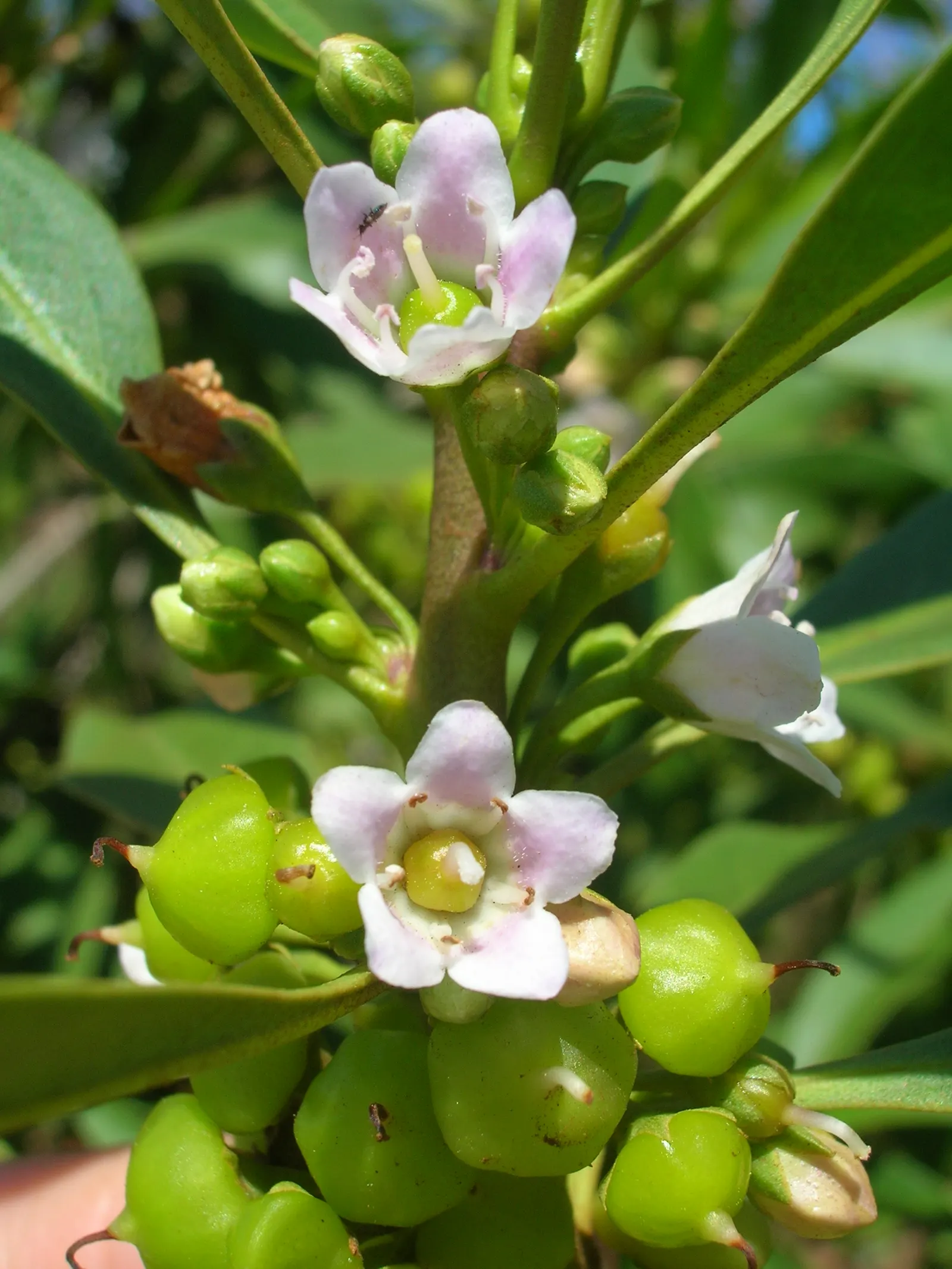Myoporum (Myoporum Laetum) — boasting a width of 15 to 20 feet at maturity