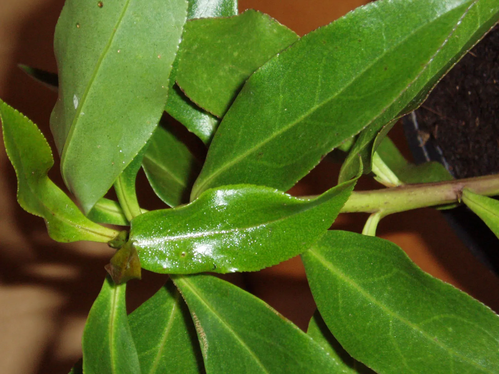 Myoporum (Myoporum Laetum) — which are glossy and somewhat fleshy; and placement should consider its ability to act as a windbreak or privacy screen, image 96