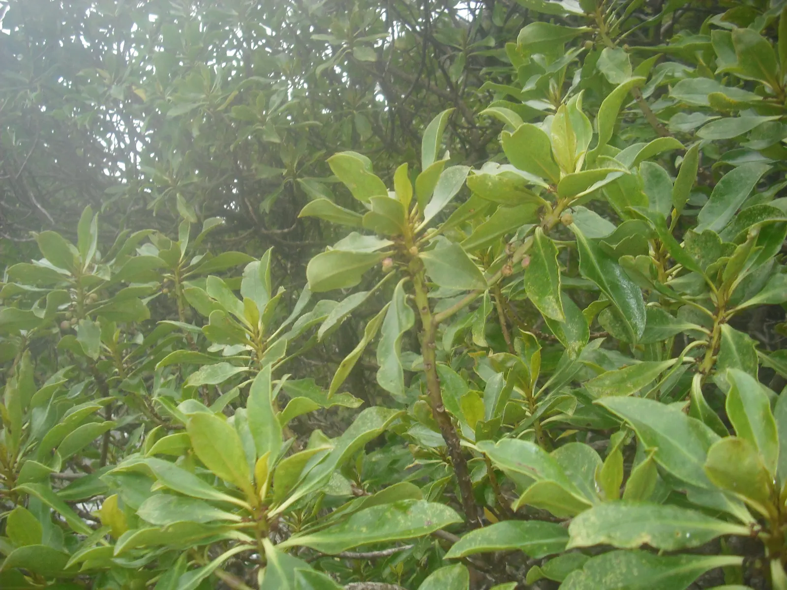 Myoporum (Myoporum Laetum) — spacing should allow for its mature spread; and placement should consider its ability to act as a windbreak or privacy, image 80