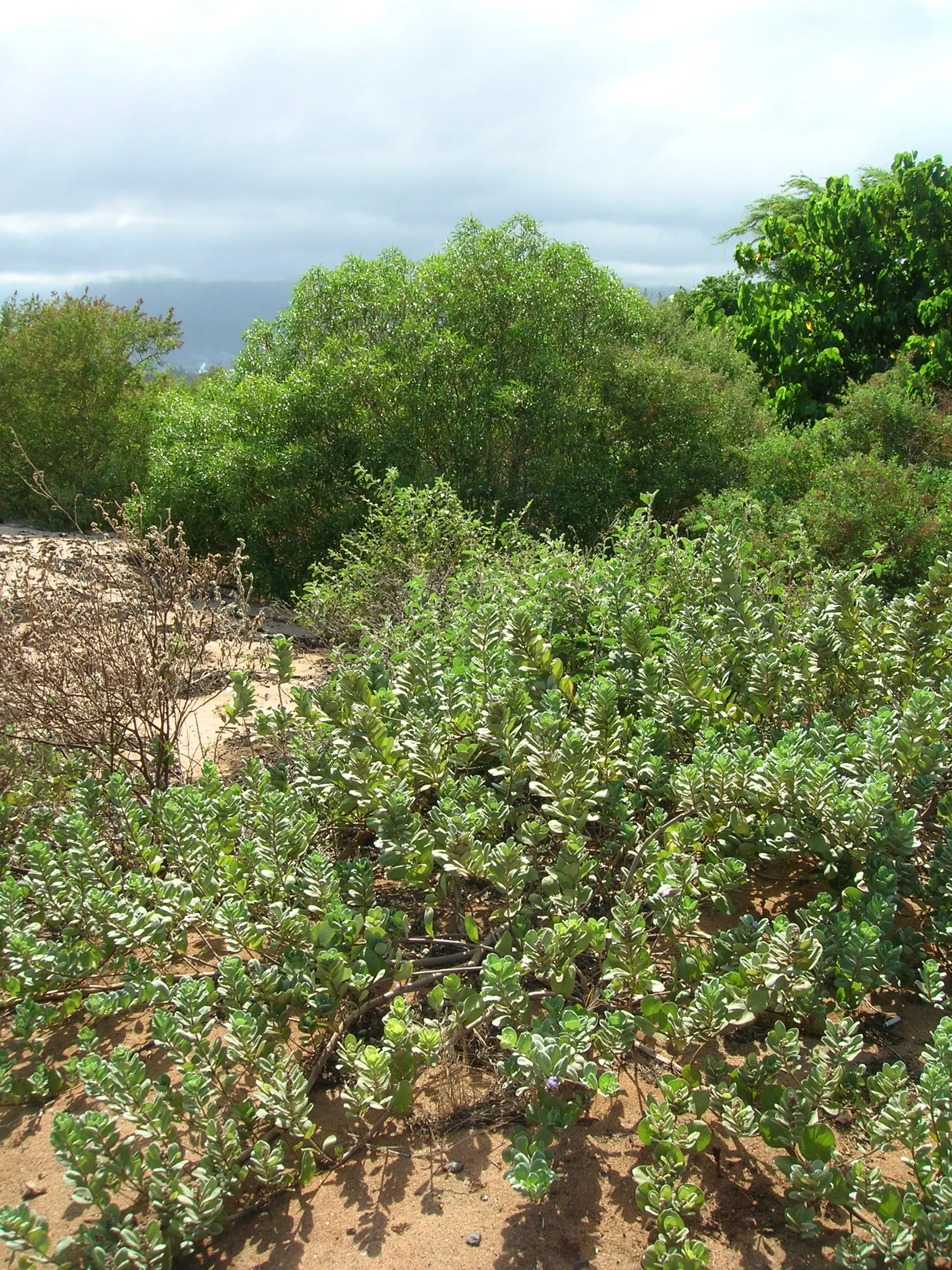 Myoporum (Myoporum Laetum) — acclaimed for its versatility and resilience in coastal landscapes; reaching a mature height of 15-20 feet with a, image 65