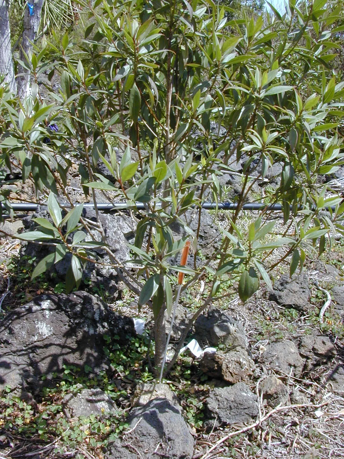 Myoporum (Myoporum Laetum) — often referred to as ngaio tree
