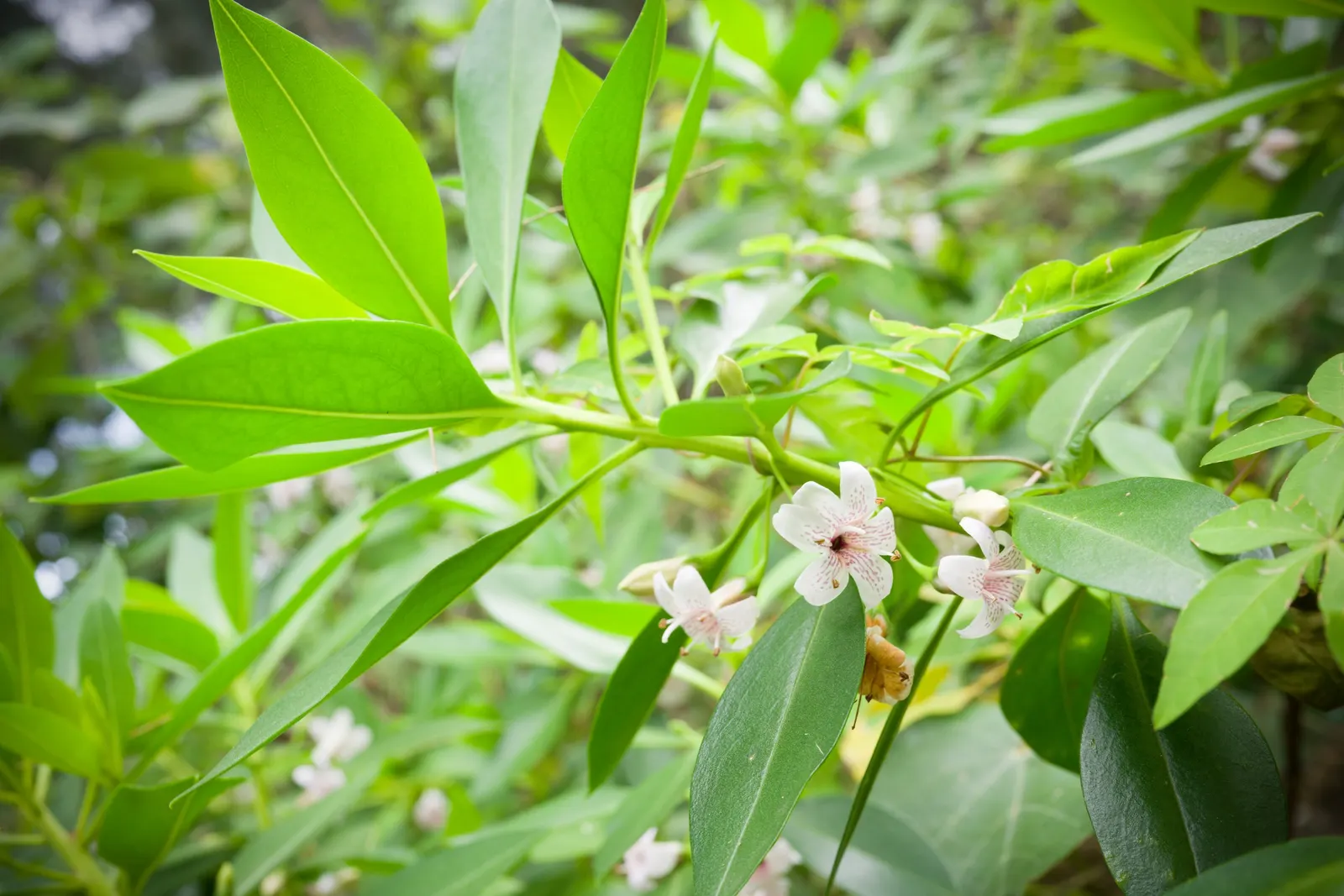 Myoporum (Myoporum Laetum) — reaching a mature height of 15-20 feet with a spread of 10-15 feet