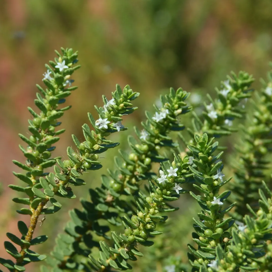 Myoporum (Myoporum Laetum) — and while it thrives in well-drained soils; offering added ecological value.<br><br>This species favors full sun exposure