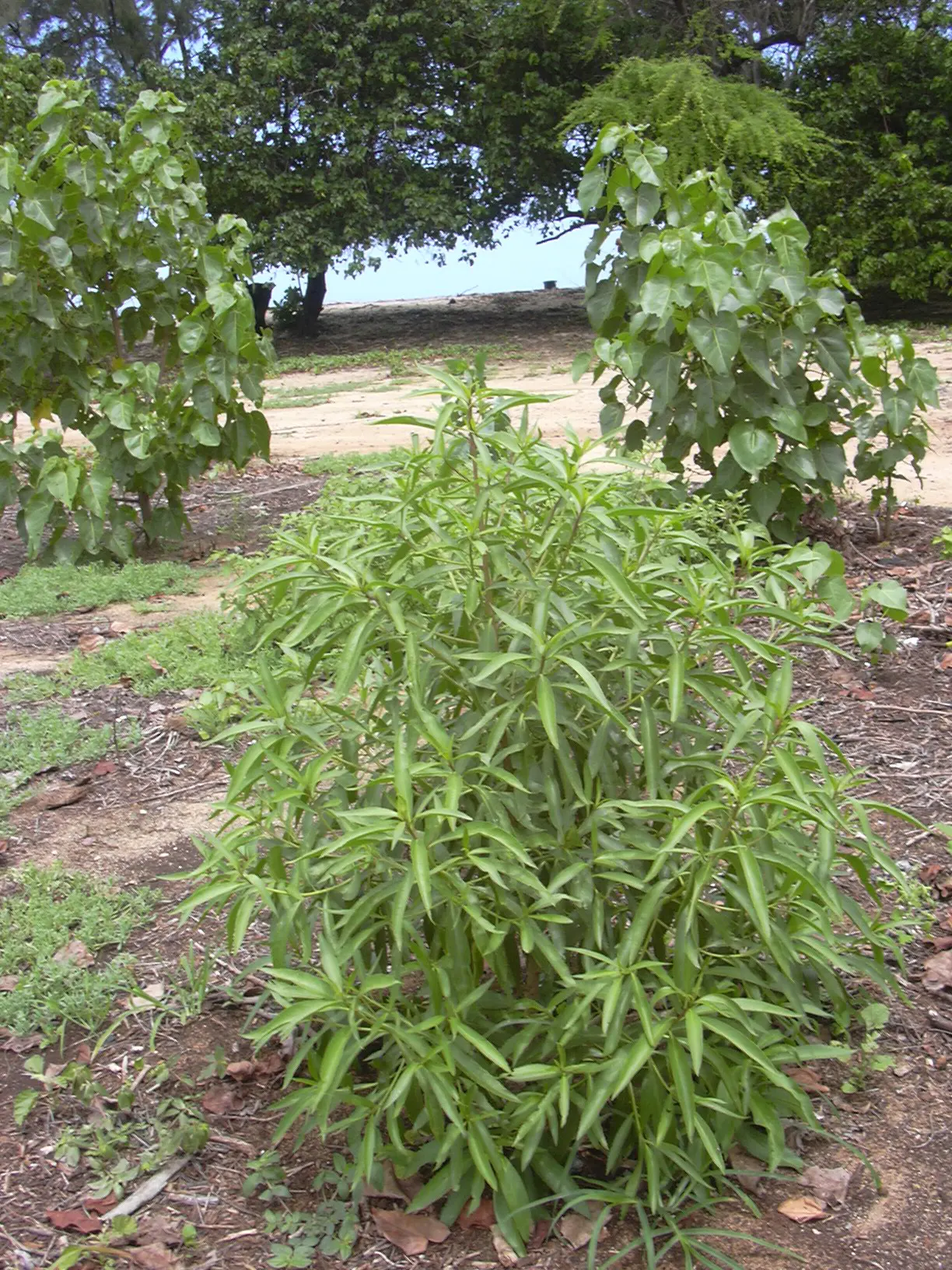 Myoporum (Myoporum Laetum) — exuding a distinct oils when crushed