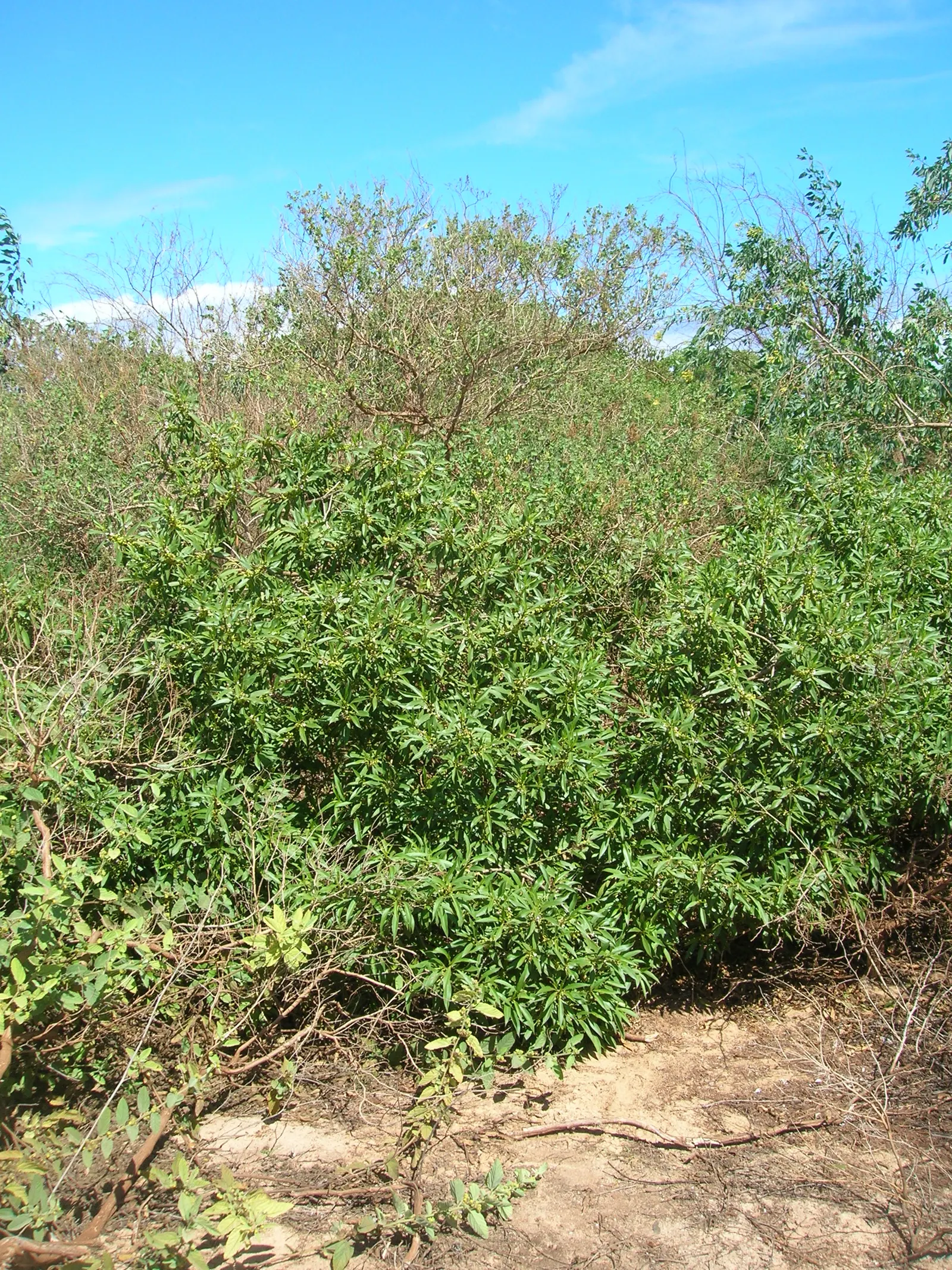 Myoporum (Myoporum Laetum) — It displays white to pale pink flowers in summer, followed by non-edible purple berries; reaching a mature height of 15-20 feet