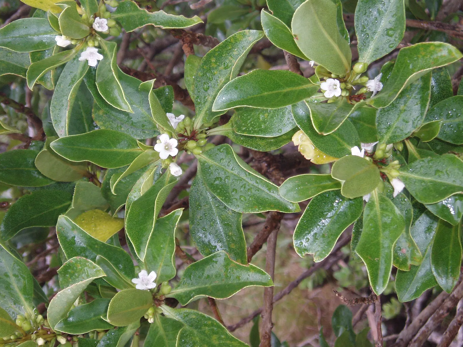 Myoporum (Myoporum Laetum) — presenting an excellent choice for seaside settings.<br><br>When designing landscapes with Myoporum laetum; offering, image 107