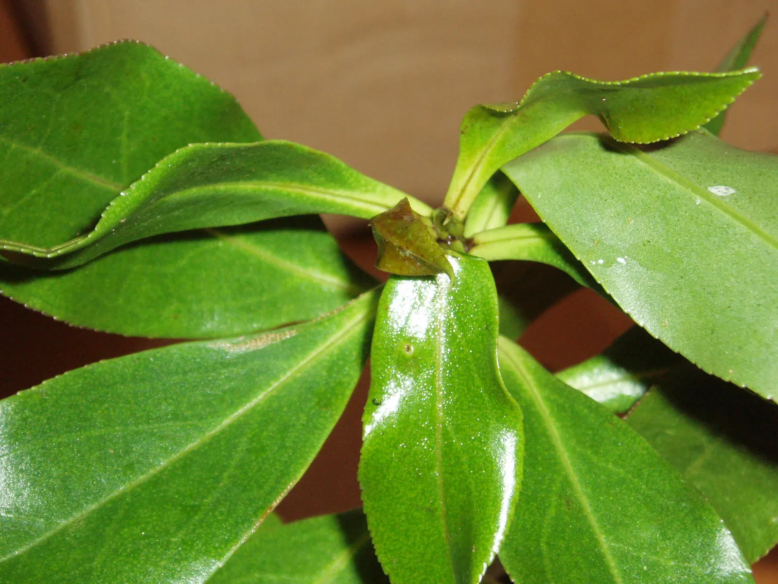 Myoporum (Myoporum Laetum) — making it a low-maintenance option for xeriscaped gardens; reaching a mature height of 15-20 feet with a spread of, image 105