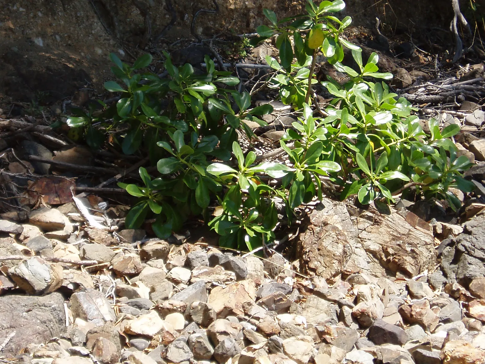Myoporum (Myoporum Laetum) — These fruit are alluring to birds