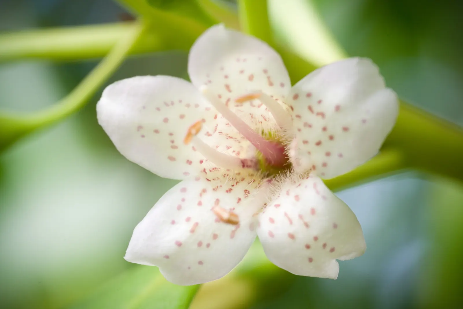 Myoporum (Myoporum Laetum) — This fast-growing shrub or small tree boasts glossy; boasting a width of 15 to 20 feet at maturity, image 86
