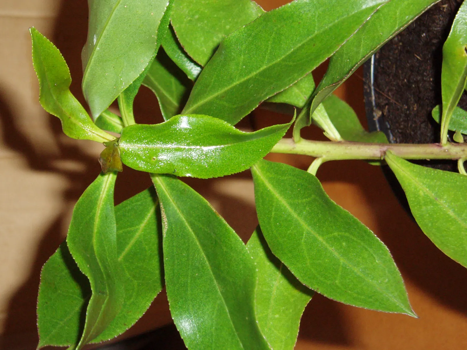 Myoporum (Myoporum Laetum) — offering added ecological value.<br><br>This species favors full sun exposure; boasting a width of 15 to 20 feet at maturity
