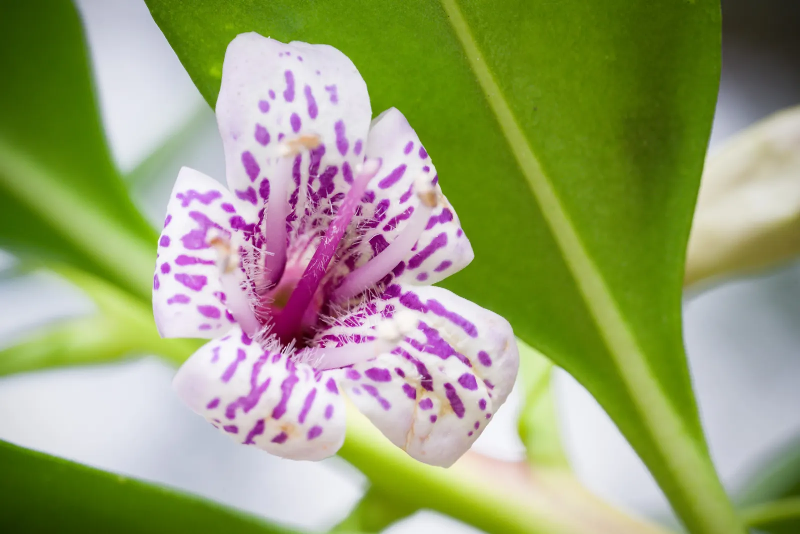 Myoporum (Myoporum Laetum) — Myoporum laetum, commonly known as Ngaio Tree, is an evergreen hailing from New Zealand; reaching a mature height of 15-20 feet