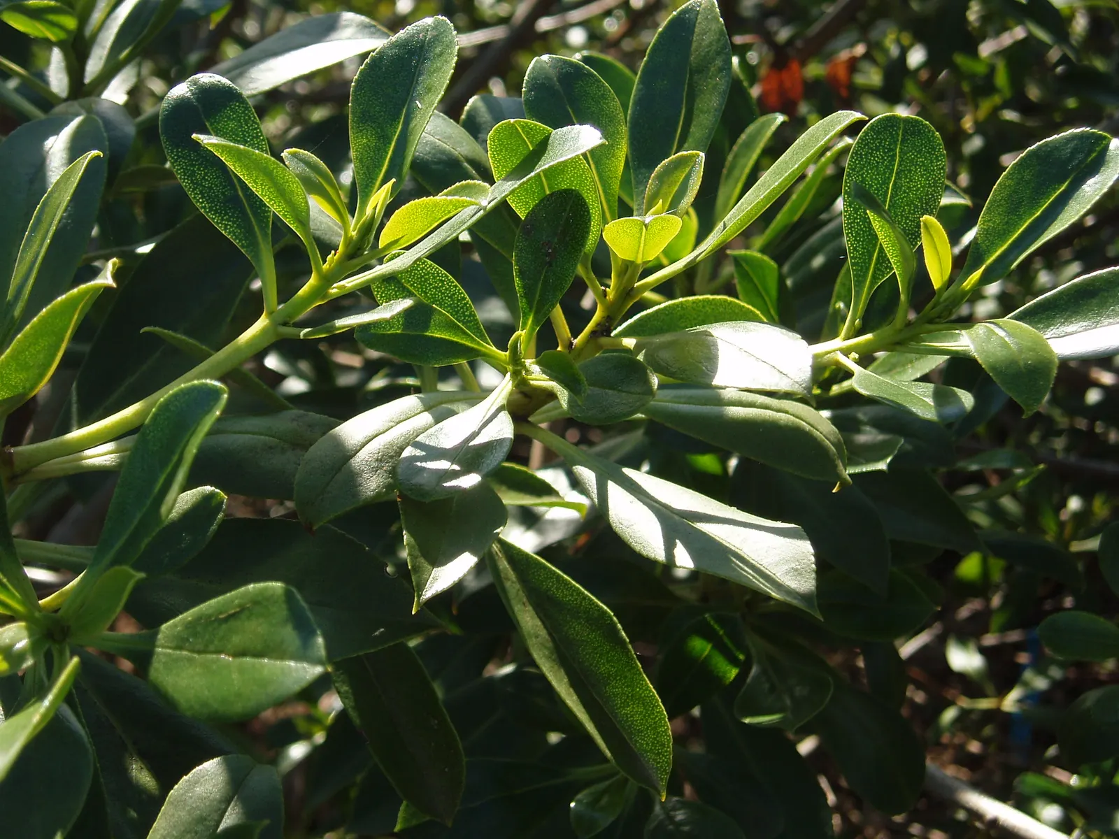 Myoporum (Myoporum Laetum) — reaching a mature height of 15-20 feet with a spread of 10-15 feet; and placement should consider its ability to act, image 60